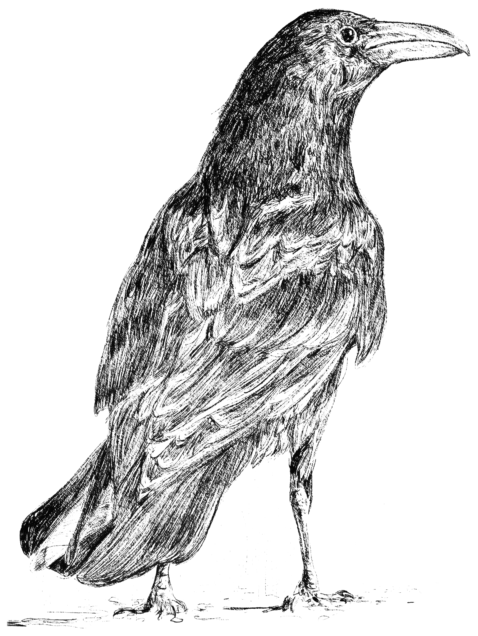 Black Frame — Ink Drawing